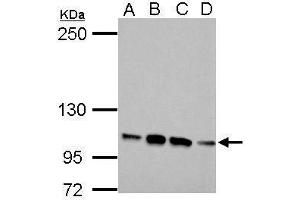 FBLN2 anticorps  (N-Term)