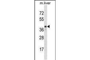 Western blot analysis in mouse liver tissue lysates (35ug/lane). (SEC14L2 抗体  (N-Term))