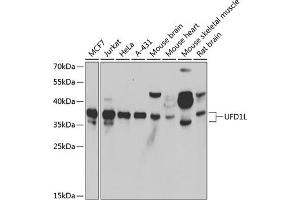 Western blot analysis of extracts of various cell lines, using UFD1L antibody (ABIN6128890, ABIN6149889, ABIN6149890 and ABIN6222526) at 1:1000 dilution. (UFD1L 抗体  (AA 1-307))