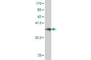 Western Blotting (WB) image for anti-GULP, Engulfment Adaptor PTB Domain Containing 1 (GULP1) (AA 1-100) antibody (ABIN526739)