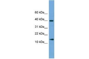 WB Suggested Anti-ATP6V1G2 Antibody Titration: 0. (ATP6V1G2 抗体  (Middle Region))