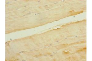 Immunohistochemistry (IHC) image for anti-Solute Carrier Family 5 (Sodium/glucose Cotransporter), Member 1 (SLC5A1) (AA 239-288) antibody (ABIN7170019)