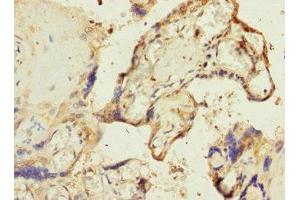 Immunohistochemistry of paraffin-embedded human placenta tissue using ABIN7168157 at dilution of 1:100 (Ribose 5-Phosphate Isomerase A (RPIA) (AA 82-311) 抗体)