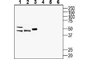 anti-Pannexin 1 (PANX1) (AA 18-31), (Intracellular) antibody