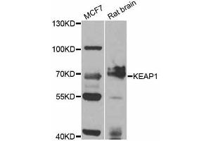 Western blot analysis of extracts of various cell lines, using KEAP1 antibody (ABIN5998062) at 1/1000 dilution. (KEAP1 抗体)