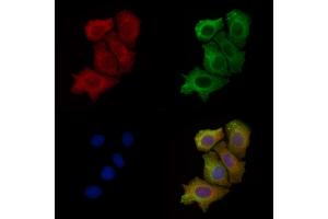 ABIN6260448 and ABIN6277973 staining Hela cells by IF/ICC.