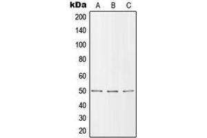 Western blot analysis of ZIP7 expression in MCF7 (A), SP2/0 (B), H9C2 (C) whole cell lysates.