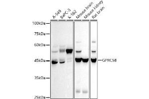 Western blot analysis of extracts of various cell lines, using GPRC5B antibody (ABIN7267316) at 1:500 dilution.