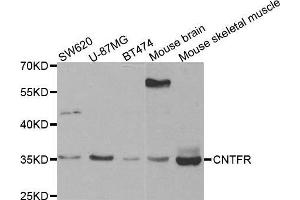 Western blot analysis of extracts of various cell lines, using CNTFR antibody. (CNTF Receptor alpha 抗体  (AA 190-340))