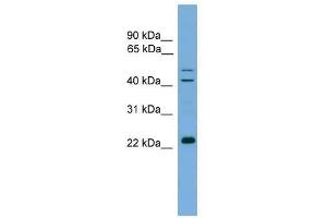 CHP antibody used at 0. (CHP 抗体  (N-Term))