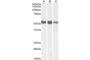 ABIN5539470 (0. (ALPL 抗体  (AA 42-53))