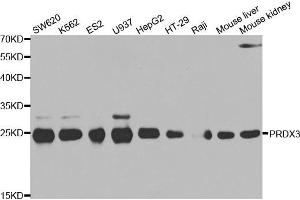 Western blot analysis of extracts of various cell lines, using PRDX3 antibody (ABIN5971574) at 1/500 dilution. (Peroxiredoxin 3 抗体)