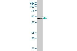 PAX6 MaxPab polyclonal antibody. (PAX6 抗体  (AA 1-422))