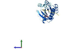 Protein Structure (PS) image for RAB2B, Member RAS Oncogene Family (RAB2B) (AA 1-216) protein (His tag) (ABIN7556545)
