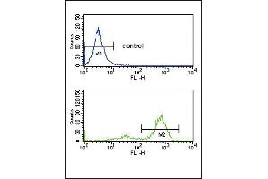 ETV6 Antibody (N-term) (ABIN652863 and ABIN2842561) flow cytometry analysis of K562 cells (bottom histogram) compared to a negative control cell (top histogram). (ETV6 抗体  (N-Term))