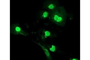 Anti-LENG1 mouse monoclonal antibody (ABIN2454706) immunofluorescent staining of COS7 cells transiently transfected by pCMV6-ENTRY LENG1 (RC204931). (Leng1 抗体)
