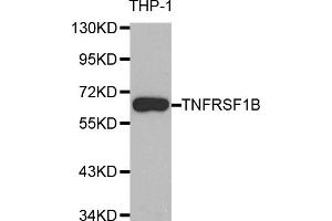 Western blot analysis of extracts of THP-1 cells, using TNFRSF1B antibody (ABIN5970147) at 1/1000 dilution. (TNFRSF1B 抗体)