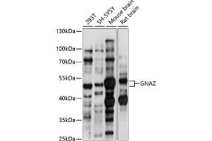 Western blot analysis of extracts of various cell lines, using GNAZ antibody (ABIN7267540) at 1:1000 dilution. (GNaZ 抗体  (AA 250-350))