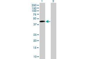 Western Blot analysis of SAV1 expression in transfected 293T cell line by SAV1 MaxPab polyclonal antibody. (SAV1 抗体  (AA 1-383))