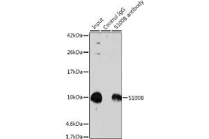 Immunoprecipitation (IP) image for anti-S100 Calcium Binding Protein B (S100B) (AA 1-92) antibody (ABIN3021048)