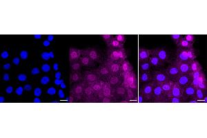 anti-Growth Factor Receptor-Bound Protein 2 (GRB2) antibody