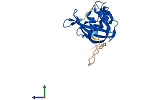AlphaFold protein structure predicition of Human Recombinant NUDT4 Protein, UniprotID Q9NZJ9
