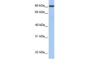 Western Blotting (WB) image for anti-Membrane Metallo-Endopeptidase-Like 1 (MMEL1) antibody (ABIN2459369) (MMEL1 抗体)