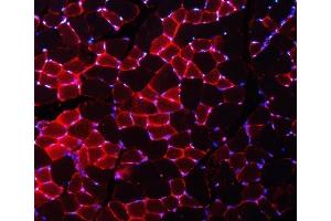 IF analysis of Nedd4 using anti-Nedd4 antibody (ABIN7602341).