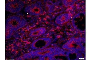 Immunofluorescence (Paraffin-embedded Sections) (IF (p)) image for anti-Deoxyribonuclease II, Lysosomal (DNASE2) (AA 25-90) antibody (ABIN872658)