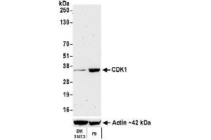Western Blotting (WB) image for anti-Cyclin-Dependent Kinase 1 (CDK1) (AA 1-50) antibody (ABIN7454007)
