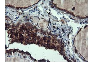 Image no. 1 for anti-CD163 (CD163) antibody (ABIN1497175) (CD163 抗体)