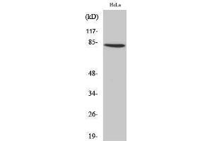 Western Blotting (WB) image for anti-Zinc Finger Protein 225 (ZNF225) (C-Term) antibody (ABIN3187544) (ZNF225 抗体  (C-Term))