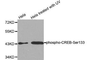 Western Blotting (WB) image for anti-cAMP Responsive Element Binding Protein 1 (CREB1) (pSer133) antibody (ABIN3020163) (CREB1 抗体  (pSer133))