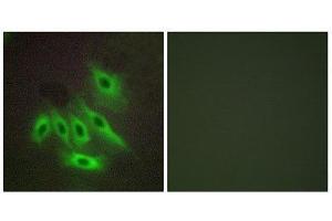 Immunofluorescence (IF) image for anti-Mucin 16, Cell Surface Associated (CA125) (Internal Region) antibody (ABIN1849840) (MUC16 抗体  (Internal Region))