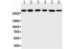 Western Blotting (WB) image for anti-Mucin 5AC, Oligomeric Mucus/gel-Forming (MUC5AC) (AA 552-567), (N-Term) antibody (ABIN3042535)