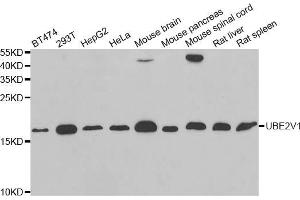 Western blot analysis of extracts of various cell lines, using UBE2V1 antibody (ABIN5973735) at 1/1000 dilution. (UBE2V1 抗体)