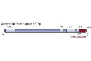 Image no. 1 for anti-Protein tyrosine Phosphatase, Receptor-Type, Z Polypeptide 1 (PTPRZ1) (AA 2098-2307) antibody (ABIN967799) (PTPRZ1 抗体  (AA 2098-2307))