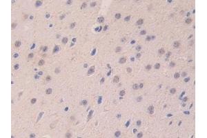 Detection of LAMa4 in Mouse Cerebrum Tissue using Polyclonal Antibody to Laminin Alpha 4 (LAMa4) (LAMa4 抗体  (AA 745-940))