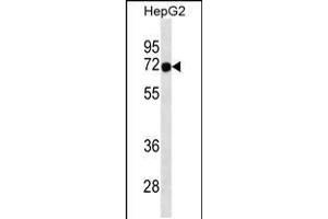 Western blot analysis in HepG2 cell line lysates (35ug/lane). (FOXN3 抗体  (C-Term))