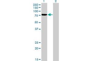Western Blotting (WB) image for anti-Transcription Factor 12 (TCF12) (AA 364-453) antibody (ABIN563120)