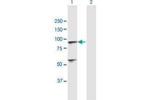 Western Blot analysis of C1R expression in transfected 293T cell line by C1R MaxPab polyclonal antibody. (C1R 抗体  (AA 1-705))