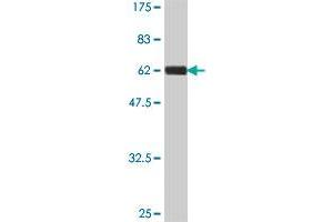 Western Blotting (WB) image for anti-Collagen, Type II, alpha 1 (COL2A1) (AA 1-268) antibody (ABIN560424)