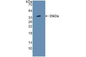Western blot analysis of recombinant Mouse ATF1. (AFT1 抗体  (AA 3-245))