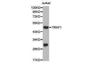 Western Blotting (WB) image for anti-TNF Receptor-Associated Factor 1 (TRAF1) antibody (ABIN1875190) (TRAF1 抗体)