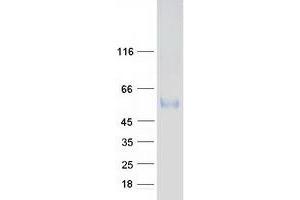 Western Blotting (WB) image for Serine Incorporator 3 (SERINC3) (Transcript Variant 1) protein (Myc-DYKDDDDK Tag) (ABIN2731714)