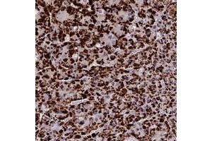 Immunohistochemical staining of human adrenal gland with GLRA4 polyclonal antibody  shows strong cytoplasmic positivity in glandular cells at 1:50-1:200 dilution.