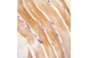 Immunohistochemistry analysis in formalin fixed and paraffin embedded human skeletal muscle reacted with FNIP2 Antibody (C-term) followed by peroxidase conjugation of the secondary antibody and DAB staining. (FNIP2 抗体  (C-Term))