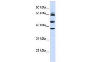 Image no. 1 for anti-F-Box and Leucine-Rich Repeat Protein 3 (FBXL3) (AA 144-193) antibody (ABIN6743156) (FBXL3 抗体  (AA 144-193))