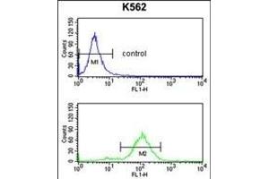OBEC3F Antibody (N-term) 9176a flow cytometry analysis of K562 cells (bottom histogram) compared to a negative control cell (top histogram).