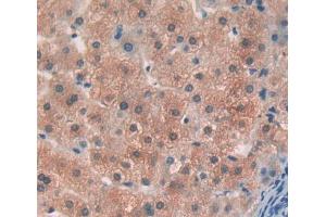 Used in DAB staining on fromalin fixed paraffin- embedded liver tissue (OS9 抗体  (AA 466-667))